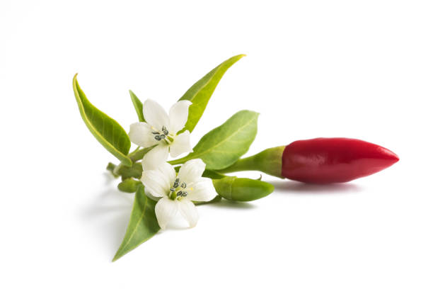 chili peppers whit flowers and leaves isolated on white