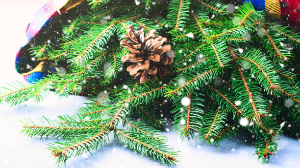 istock Fir tree branches winter mood with scarf and pine cones 857492842