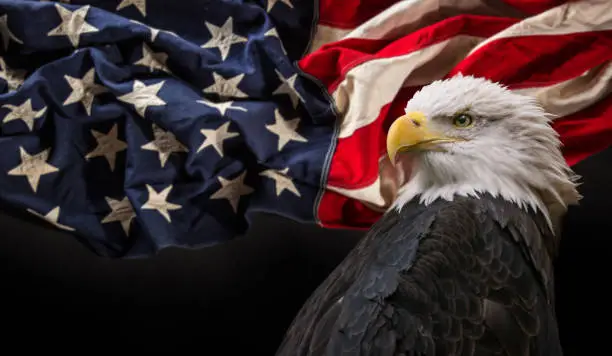 Photo of Bald Eagle with American flag