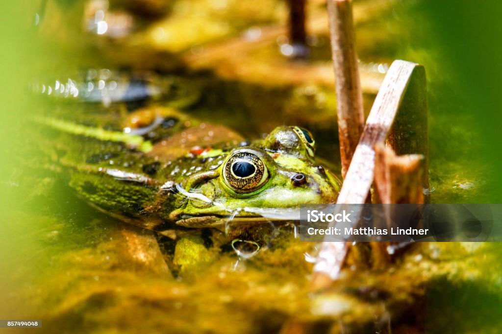 Grüner Frosch sitzt im Teich - Lizenzfrei Amphibie Stock-Foto