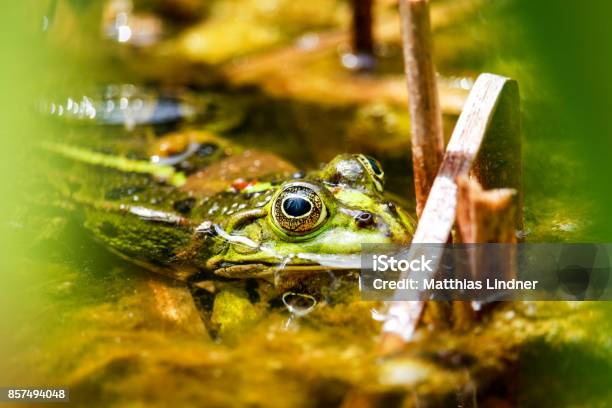 Grüner Frosch Sitzt Im Teich Stockfoto und mehr Bilder von Amphibie - Amphibie, Aquatisches Lebewesen, Auge