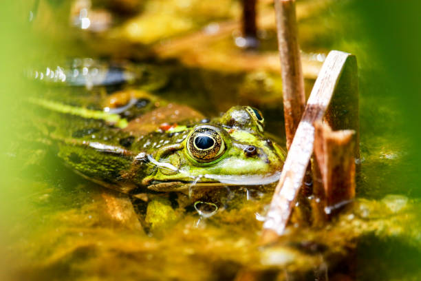 istock Green frog sitting in the pond 857494048