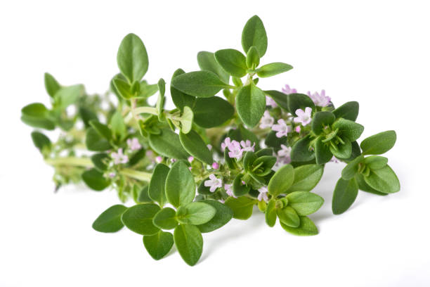 thyme with flowers thyme with flowers isolated on white background oregano stock pictures, royalty-free photos & images