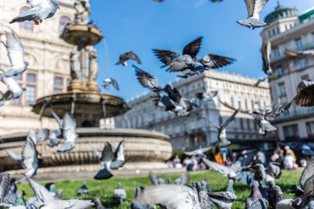 istock city pigeons in vienna 857498078