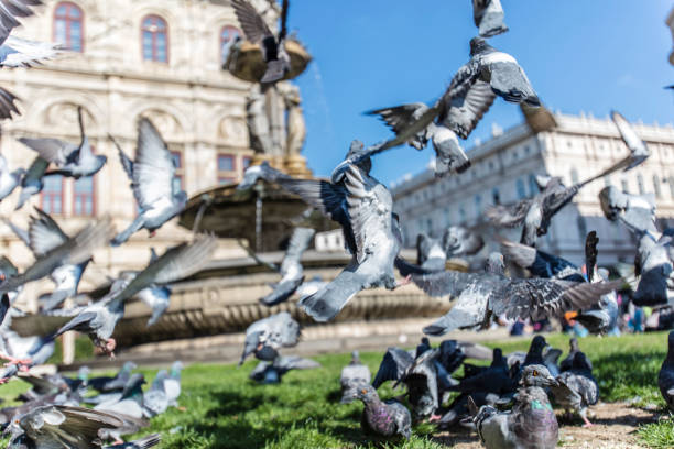istock city pigeons in vienna 857500490