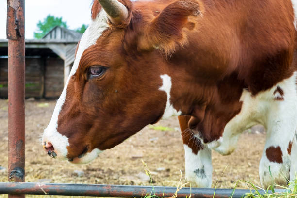 Paddock Sapi 130+ Paddock Wood Foto Foto Stok, Potret, & Gambar Bebas Royalti - iStock