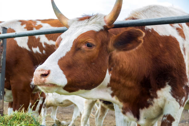 Paddock Sapi 130+ Paddock Wood Foto Foto Foto Stok, Potret, & Gambar Bebas Royalti ...