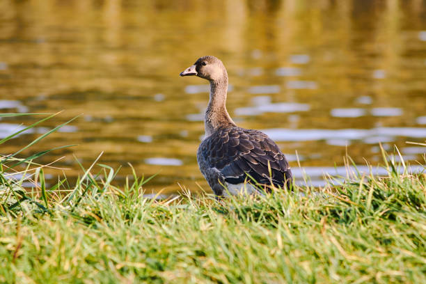 istock Wild goose on the lake 857504072