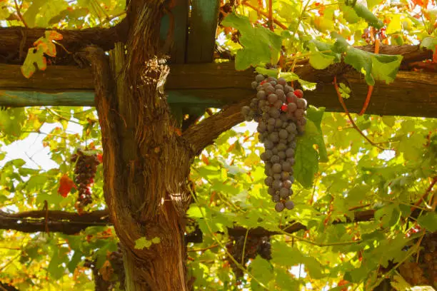 the geometric pattern of the grapevines