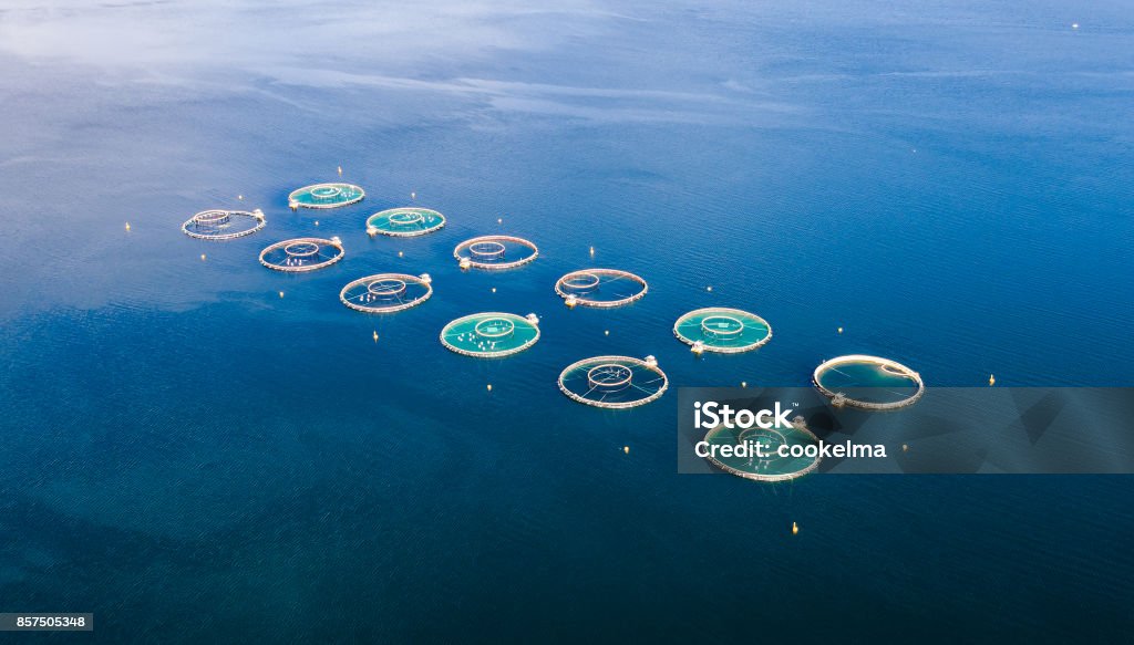 Farm salmon fishing Aerial FPV drone photography. Farm salmon fishing in Norway Aerial FPV drone photography. Agriculture Stock Photo