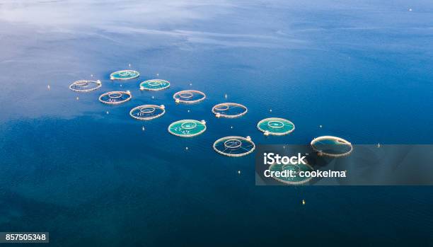 Farm Salmon Fishing Aerial Fpv Drone Photography Stock Photo - Download Image Now - Agriculture, Aquaculture, Big Game Fishing