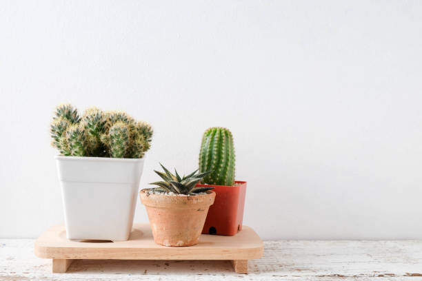istock succulents or cactus in concrete pots over white background on the shelf 857511120