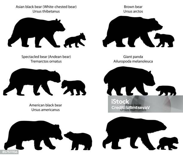 Sagome Di Orsi E Cuccioli Di Orso - Immagini vettoriali stock e altre immagini di Orso - Orso, Sagoma - Controluce, Orsetto