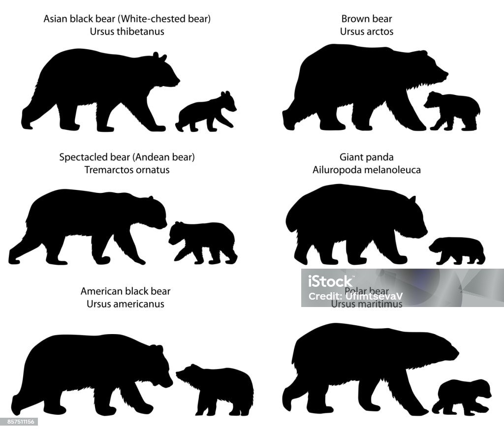 Silhouettes of bears and bear-cubs Collection of silhouettes of  different species of bears and bear-cubs Bear stock vector