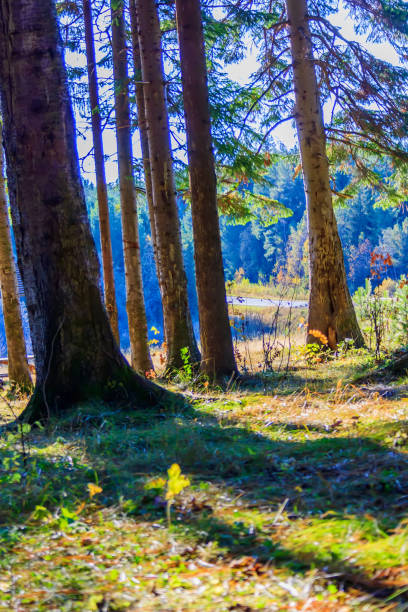 istock Coniferous forest on a sunny autumn day 857511174