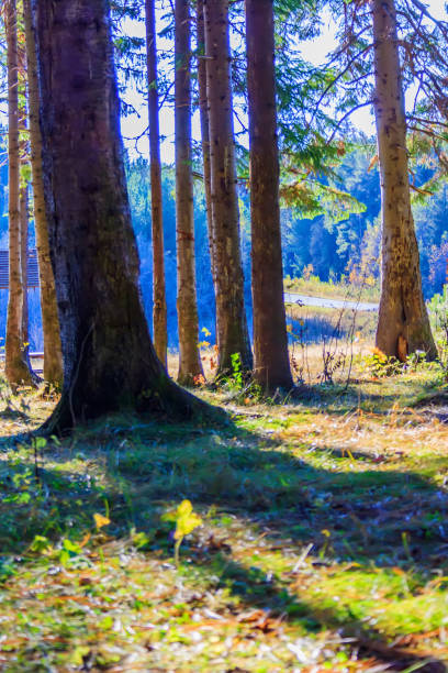 istock Coniferous forest on a sunny autumn day 857511202