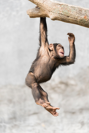 Chimpanzee youth dangling from a branch one handed