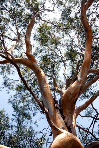 istock Scenic trunk of eucalyptus tree 857518824