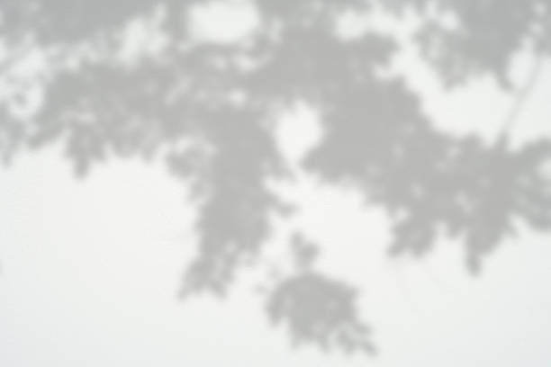 istock Black and White  abstract background textuer of shadows leaf on a concrete wall. 857519414