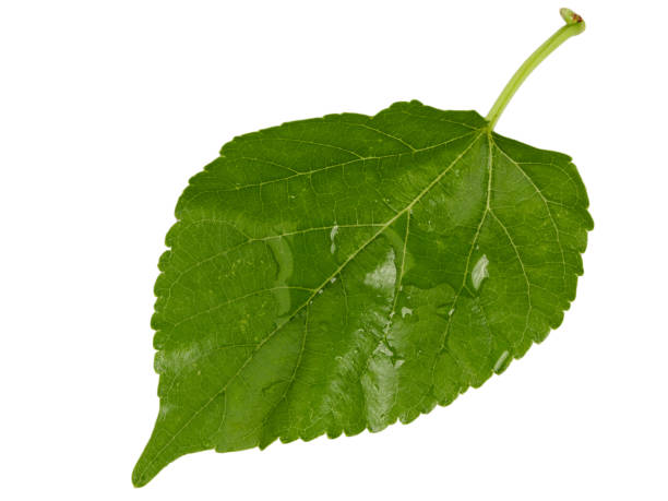 istock leaves with drops isolated on a white background 857523454