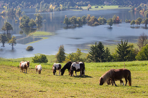 Flock of Ponies on Meadow over Lake, Planinsko polje, Slovenia