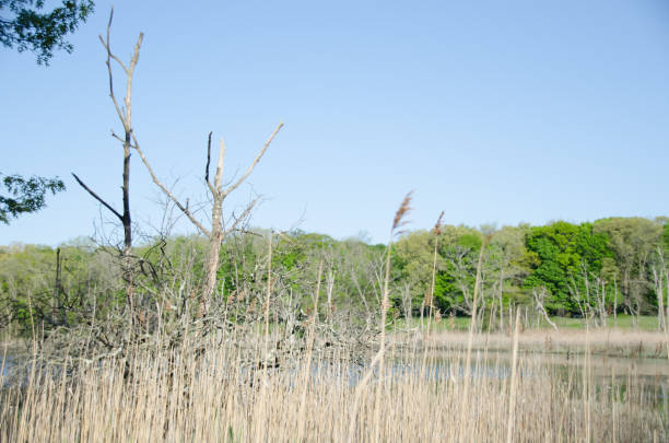 istock Tall Grasses in Front of Pond 857526874