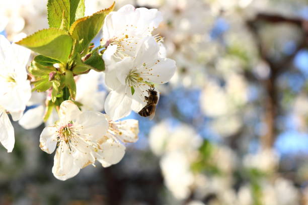 istock Honey Bee harvesting pollen from Cherry Blossom,bee collecting nectar from white cherry flower. 857527010