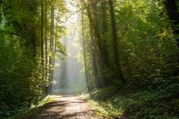 istock Morning sunlight bursting through the foliage in the woods 857529350