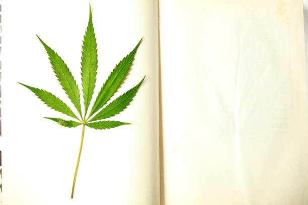 leaves of hemp herbarium in a book