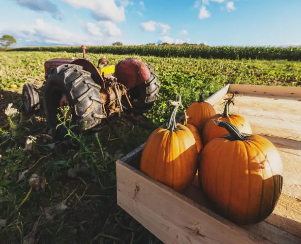 Photo of Pumpkin Harvest