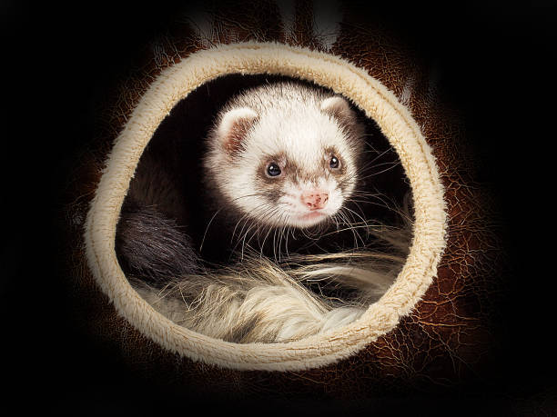 istock Young ferret in the house 857533088