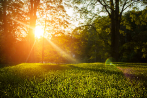istock Tranquil fresh grass on lawn for orange sunset and and trees with life force emotional with copyspace for text and words. 857534430
