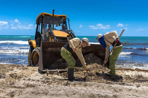Cancun, Mexico.  August 18, 2017.  Bulldozer and workers cleaning up a beach after a tropical storm.