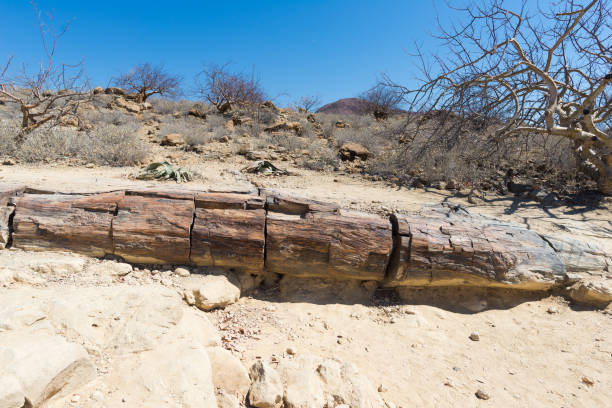 petrificada e tronco de árvore mineralizado no famoso parque nacional floresta petrificada, em khorixas, namíbia, áfrica. conceito de mudança climática da floresta, 280 milhões de anos - petrified forest national park - fotografias e filmes do acervo