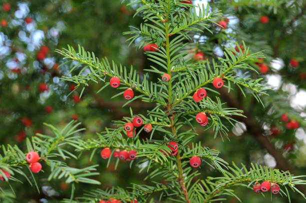 istock yew branch with fruits 857537868