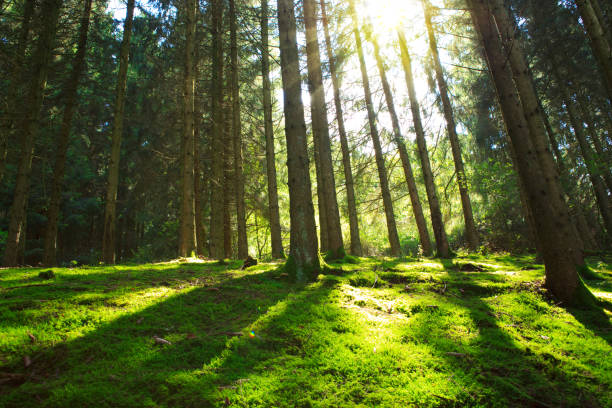 istock Sun shines through the trees in the pine forest 857541212
