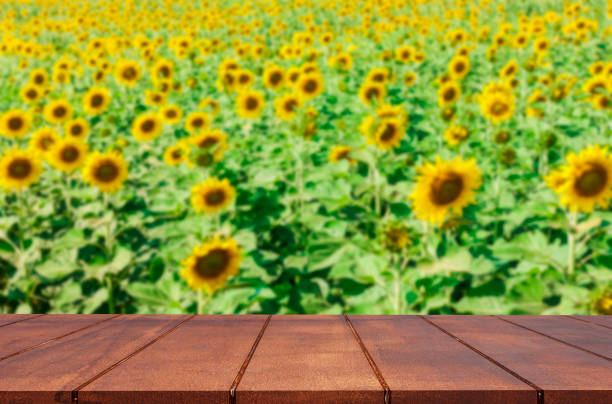 istock Empty wooden top table and blurred sunflowers background 857544618