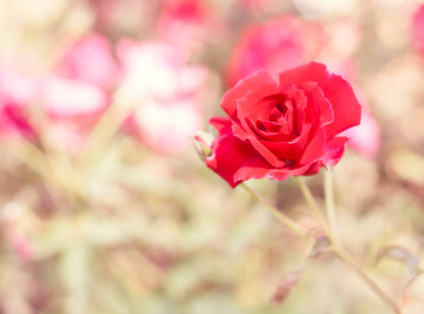 istock Beautiful red rose flower blurred background 857544636