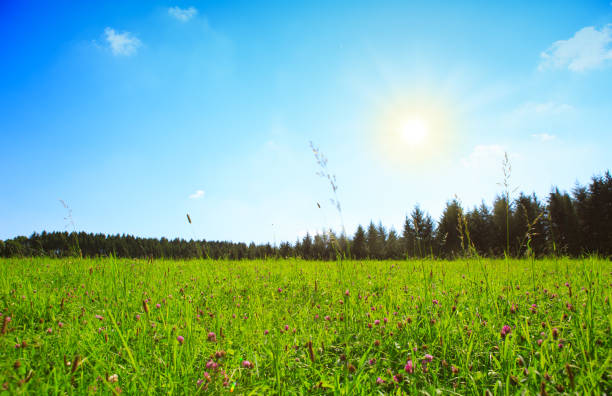 istock Clover flowers field and sunlight 857544944