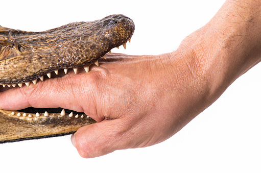 Hand in the mouth of a small alligator - isolated