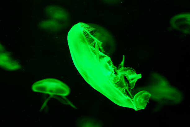 istock Jellyfish Dangerous Poisonous Medusa 857545556