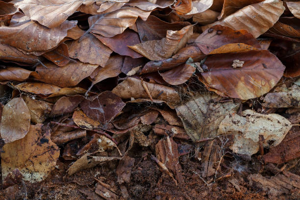 foglie autunnali cadute - 16707 foto e immagini stock