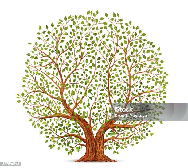 Illustration De Vecteur Vieux Arbre Vecteurs libres de droits et plus d'images vectorielles de Arbre - Arbre, Branche - Partie d'une plante, Racine - Partie d'une plante