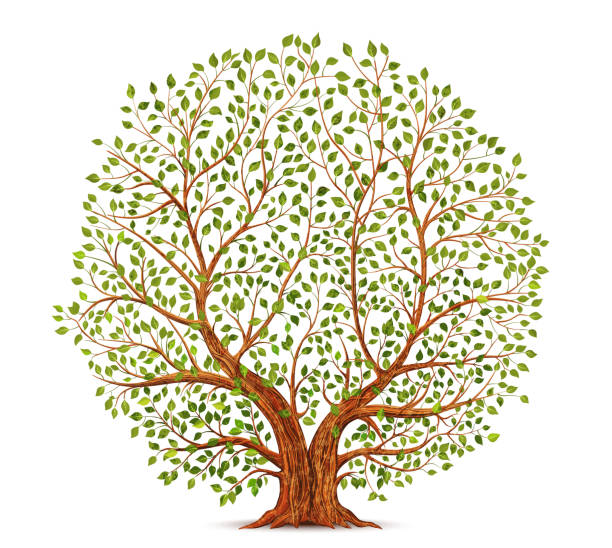ilustrações de stock, clip art, desenhos animados e ícones de old tree vector illustration - olive tree