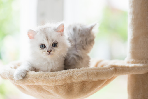 Close up of cute kitten sitting and look on cat tower in home.