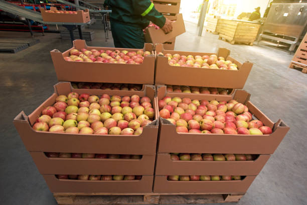 istock Tasty  apples in a box in the fruit production complex 857552768