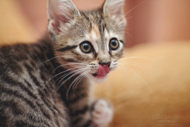 istock Portrait of the striped licking lips kitten 857552836