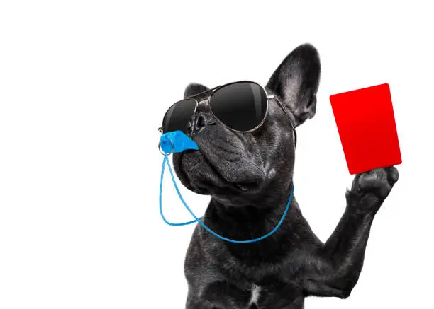 Photo of Referee dog with whistle