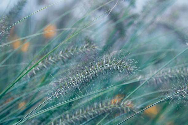 istock Macro photography of grass on a wild meadow. Cold toning. 857555724