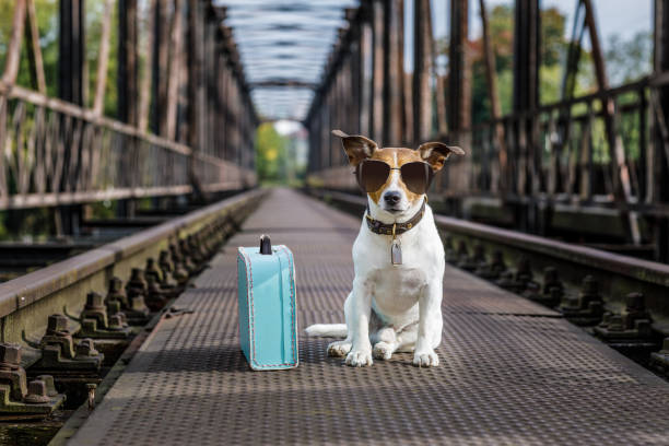 perro abandonado perdido y sin hogar - evasión fotografías e imágenes de stock